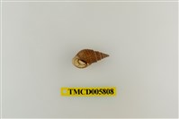 藏品(灰白陸寄居蟹)的圖片